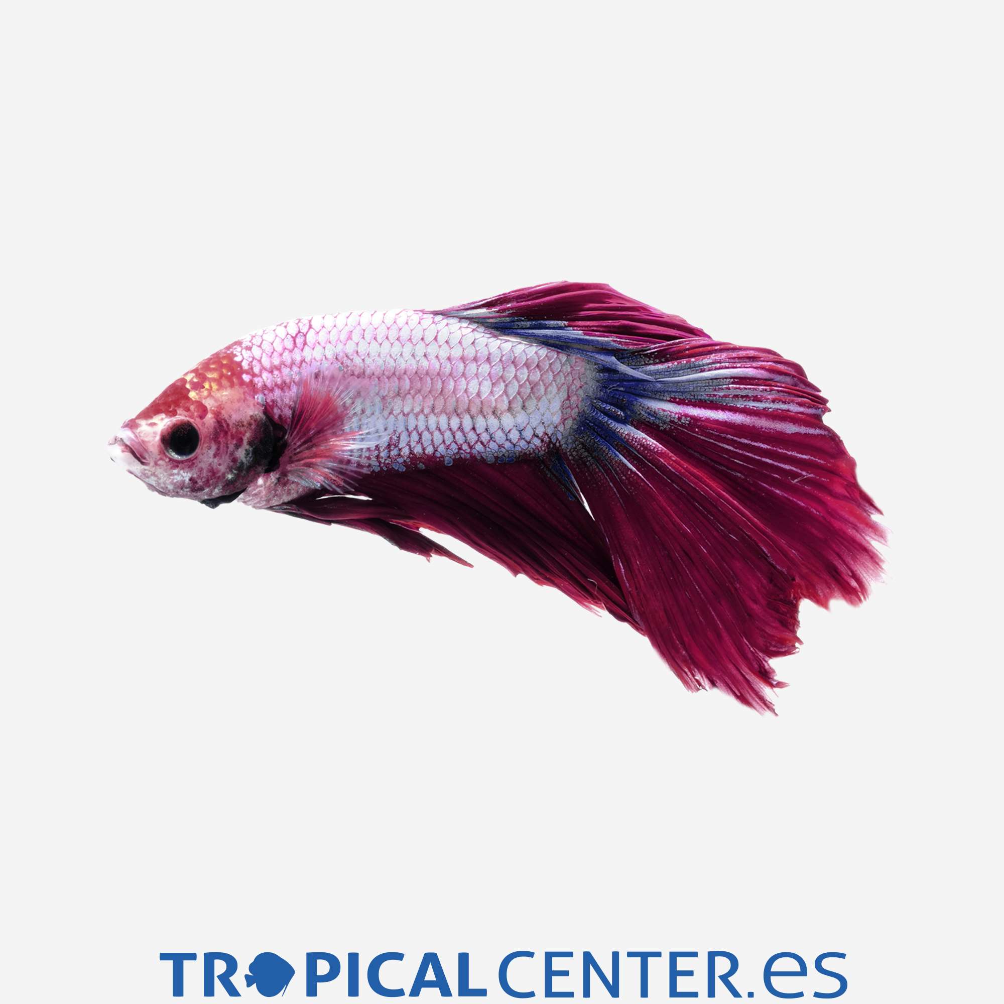an108-0-betta-camboyano-metalico-morado-macho_general_3311.jpg an108-0-betta-camboyano-metalico-morado-macho_general_3311.jpg