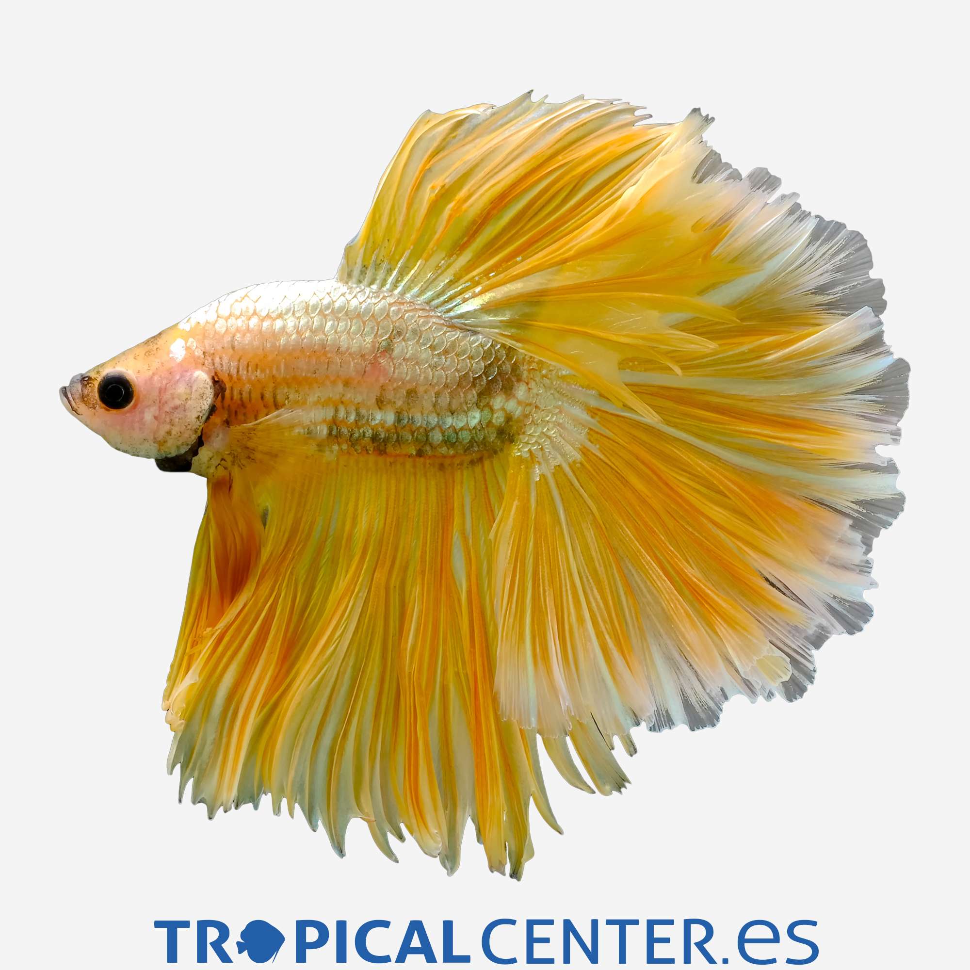 an313-0-betta-halfmoon-amarillo-macho_general_3329.jpg an313-0-betta-halfmoon-amarillo-macho_general_3329.jpg