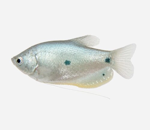 Gurami azul