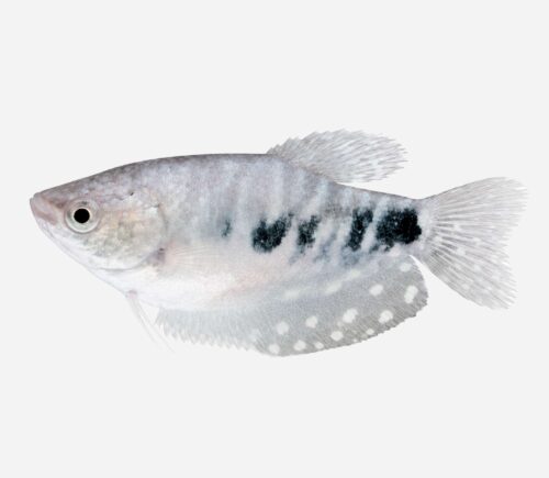 Gurami azul Cosby 💎HQF💎