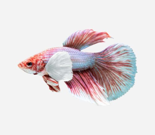 Betta Dumbo superdelta (macho)