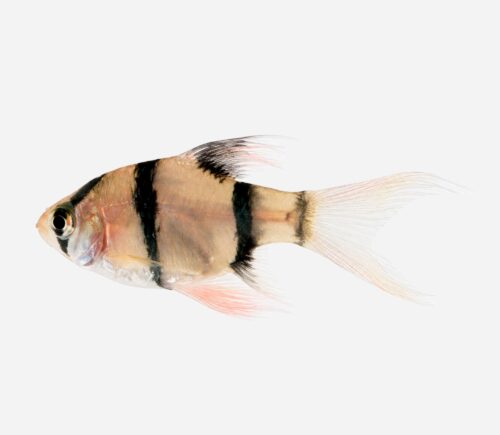 Barbo tetrazona Velo