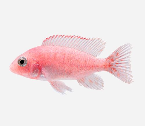 Aulonocara Strawberry Red
