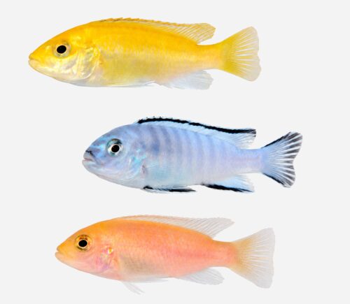 Mbuna Surtido