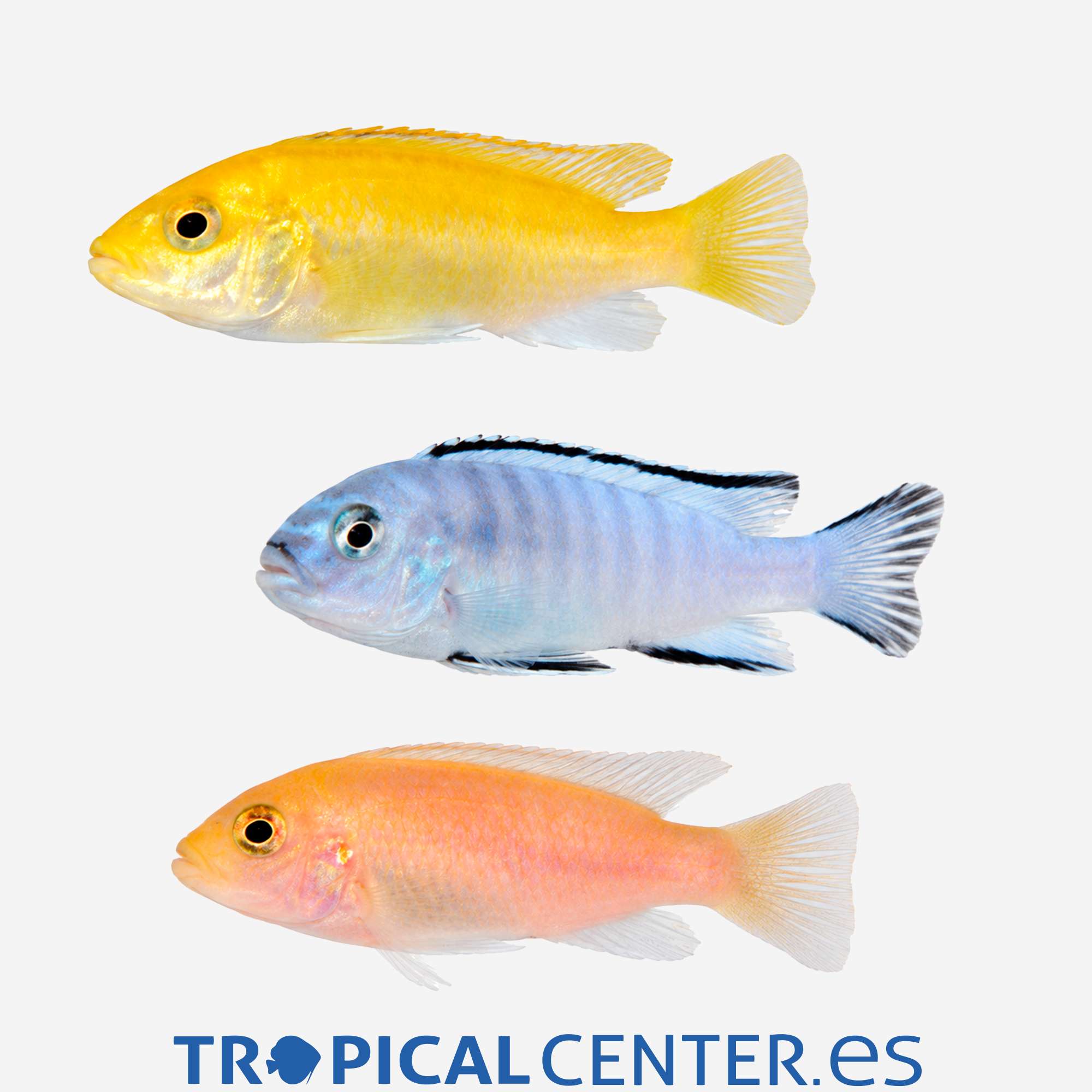 ca18-10-mbuna-surtido_general_5781.jpg ca18-10-mbuna-surtido_general_5781.jpg