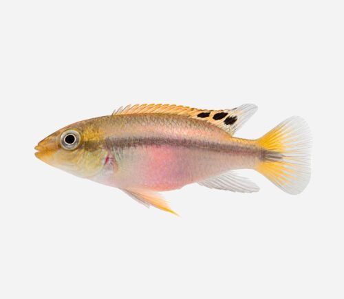 Kribensis Super Red 💎HQF💎