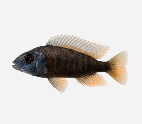 Haplochromis borleyi Cola roja