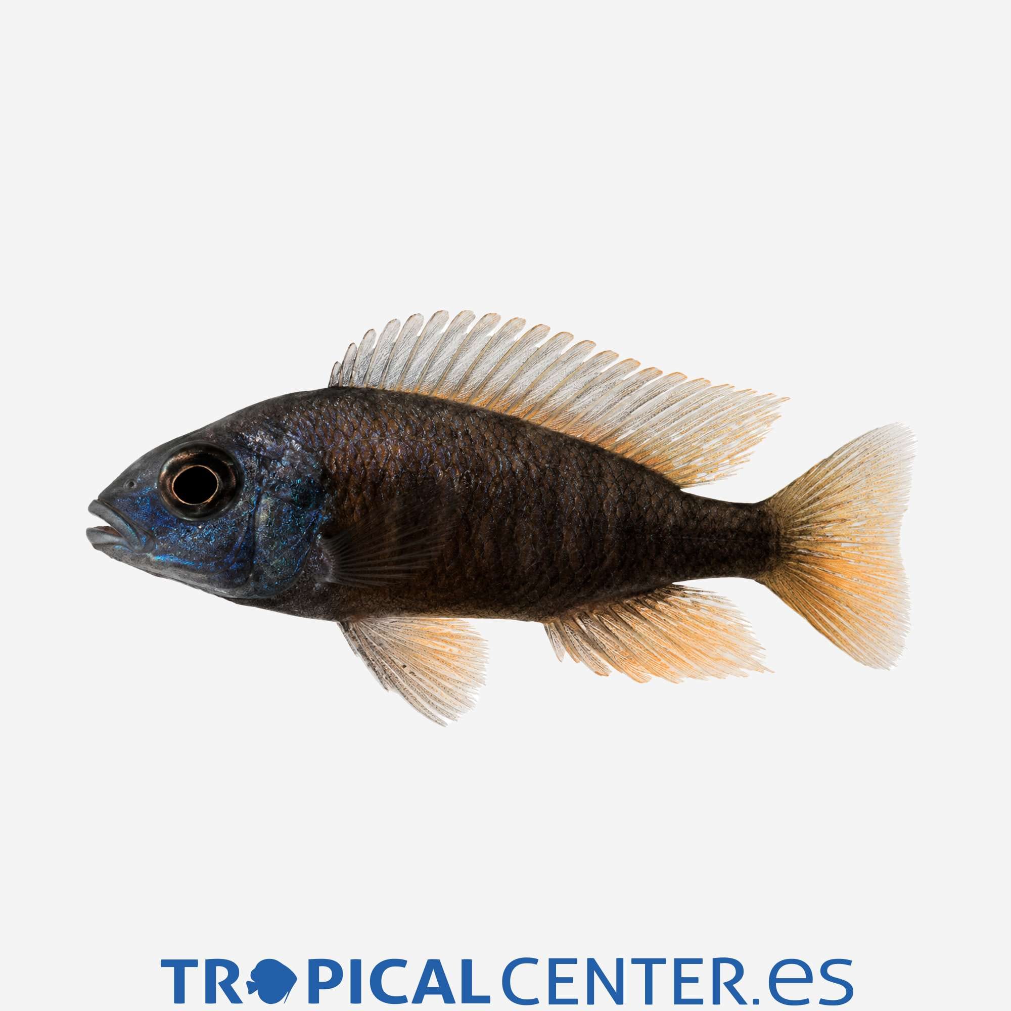 ca47-01-haplochromis-borleyi-cola-roja_general_5929.jpg ca47-01-haplochromis-borleyi-cola-roja_general_5929.jpg