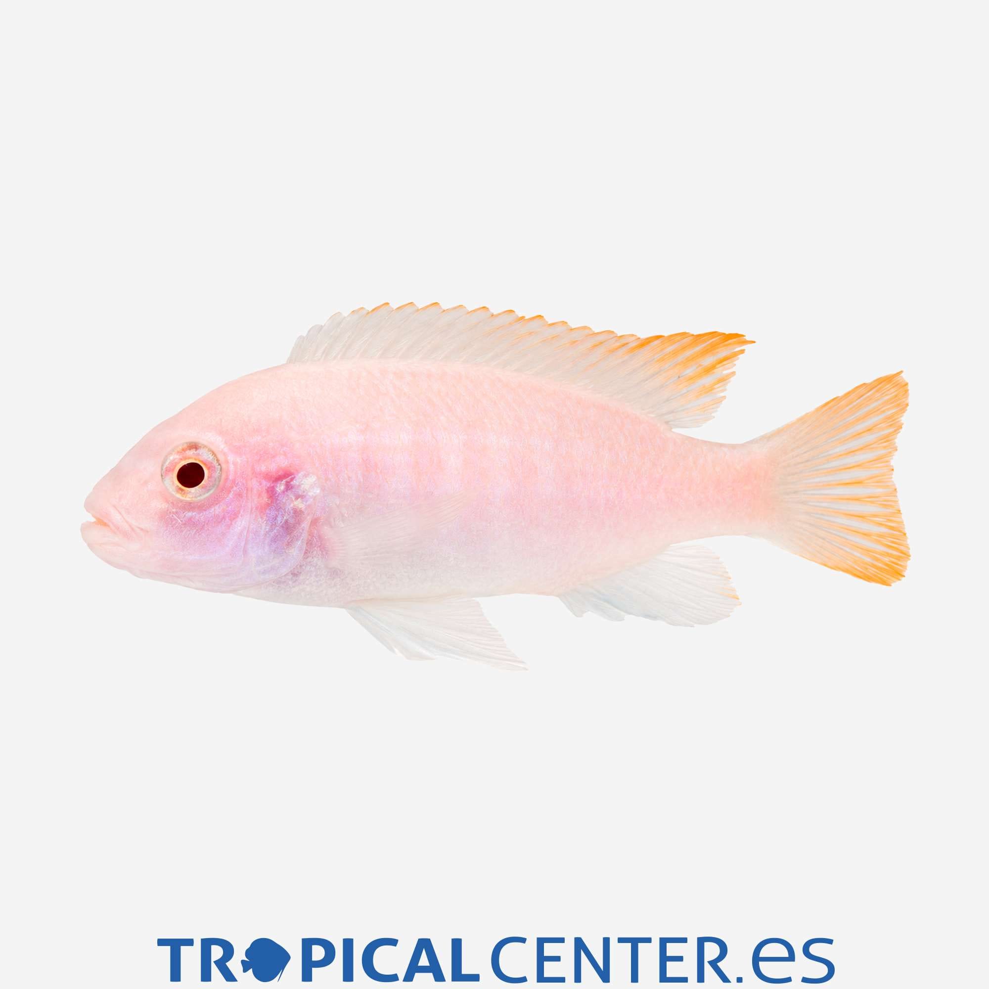 ca97-3-mbuna-socolofi-albino_general_5675.jpg ca97-3-mbuna-socolofi-albino_general_5675.jpg