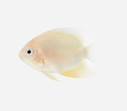 Severum Dorado