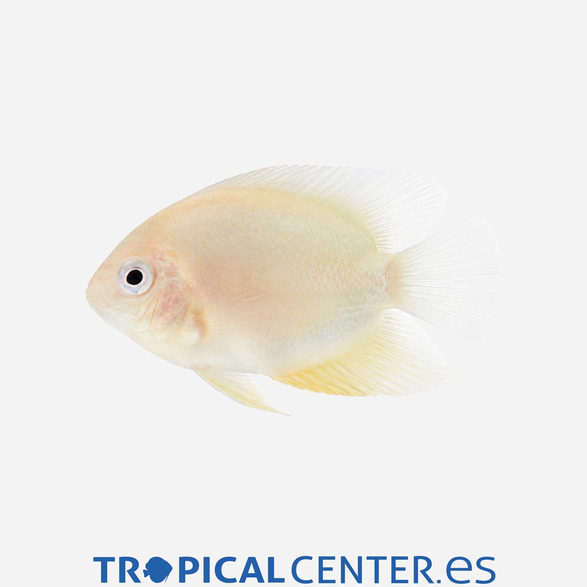 cm106-2-severum-dorado_general_5677.jpg cm106-2-severum-dorado_general_5677.jpg