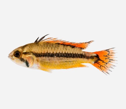 Cíclido enano cacatúa Double red 💎HQF💎