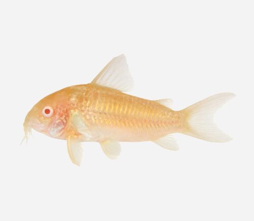 Coridora bronce Albina
