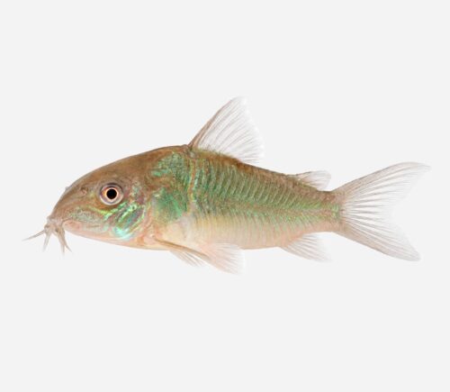 Coridora esmeralda