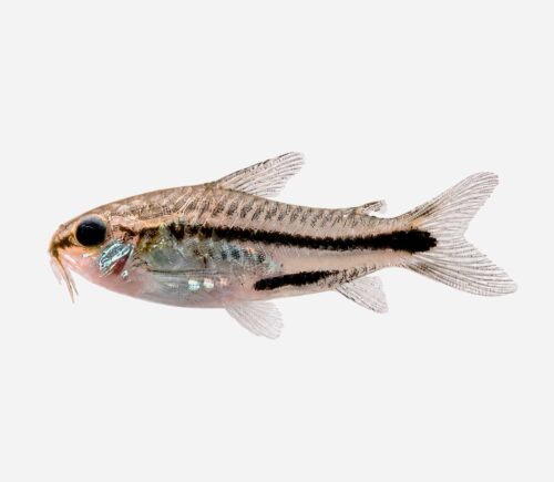Coridora Pigmea