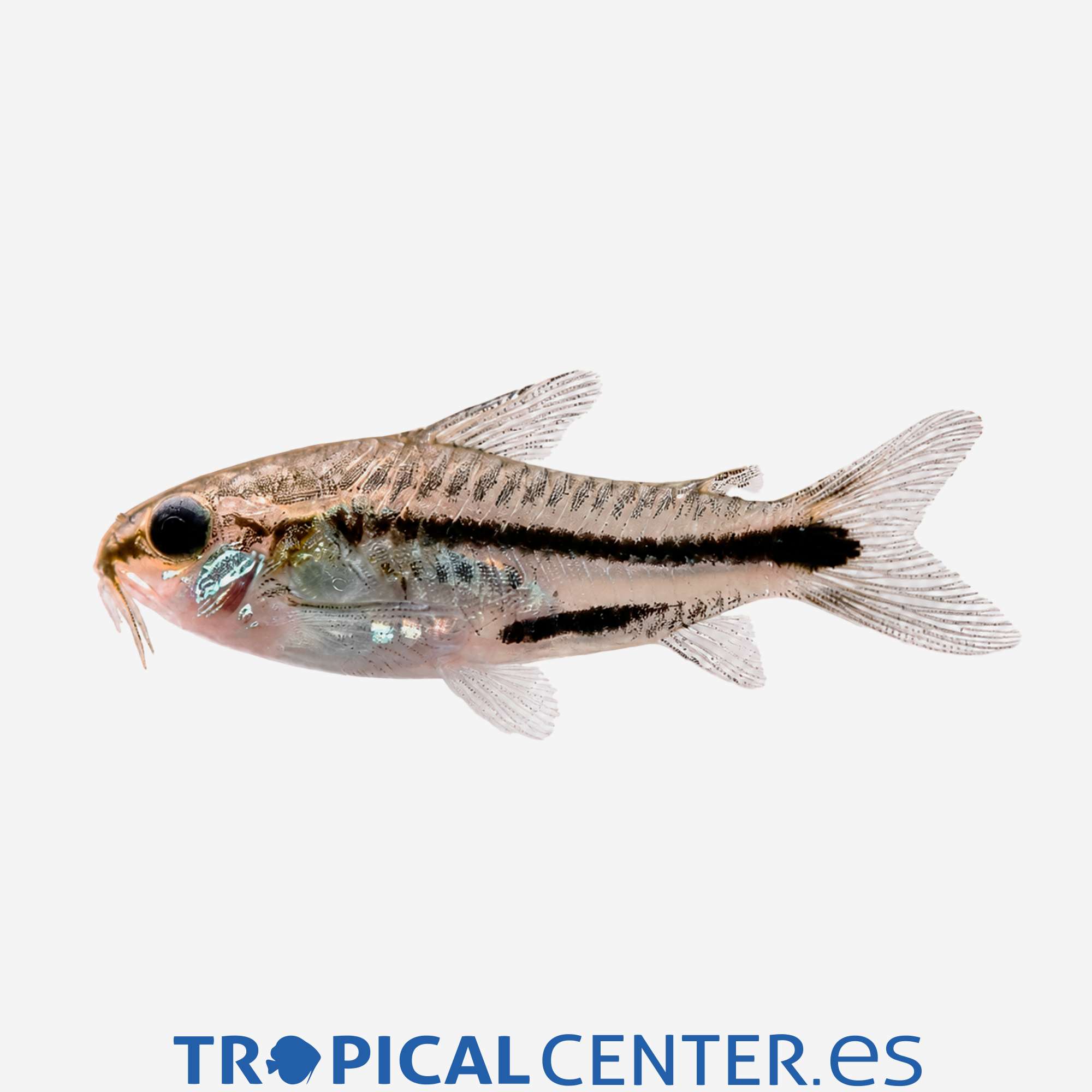 co21-0-coridora-pigmea_general_5899.jpg co21-0-coridora-pigmea_general_5899.jpg