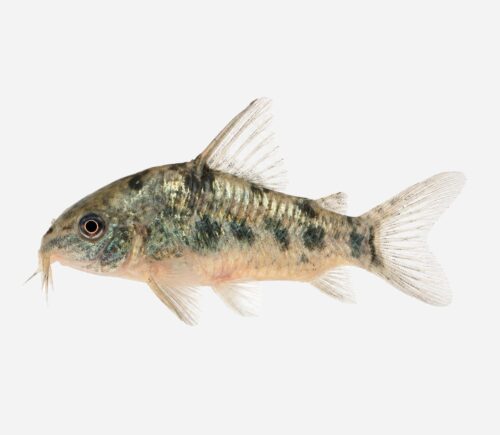 Coridora pimienta
