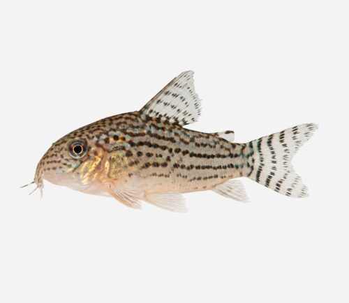 Coridora sterbai