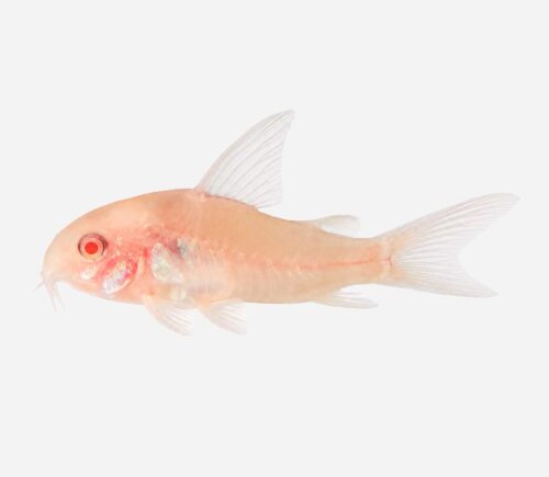 Coridora pimienta Albina 💎HQF💎