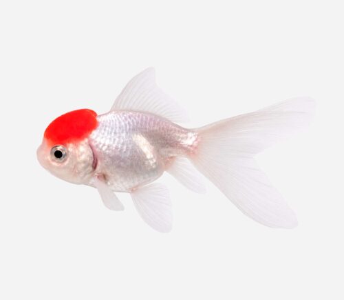 Boina roja
