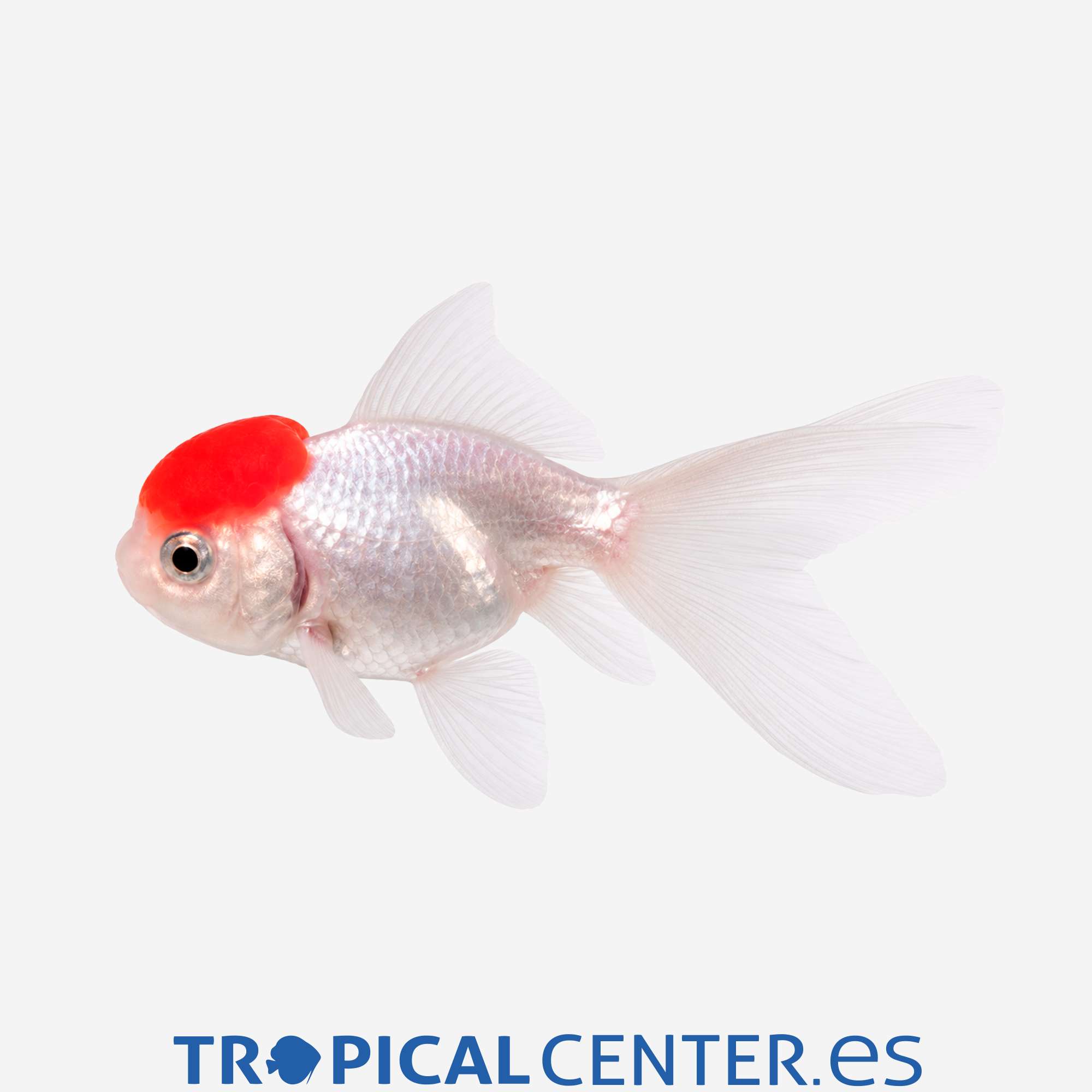 cs001-5-boina-roja_general_5754.jpg cs001-5-boina-roja_general_5754.jpg