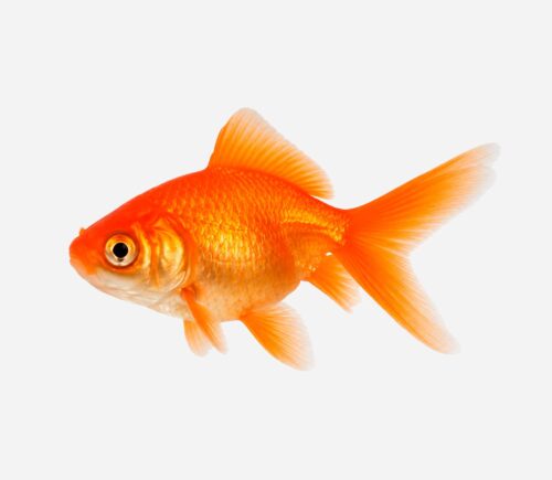 Fantail Rojo