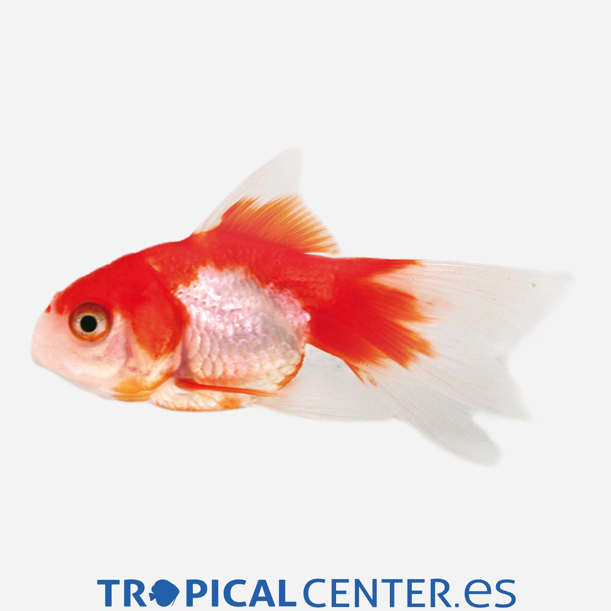 cs009-3-fantail-rojo-y-blanco_general_5036.jpg cs009-3-fantail-rojo-y-blanco_general_5036.jpg