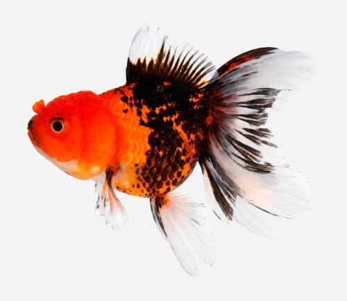 Oranda Tricolor 💎HQF💎