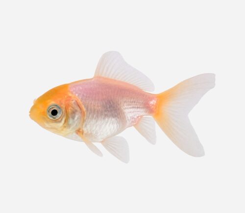 Boina Amarilla
