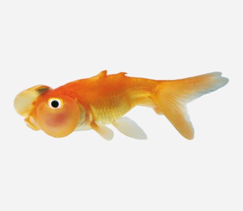 Ojo Burbuja Rojo