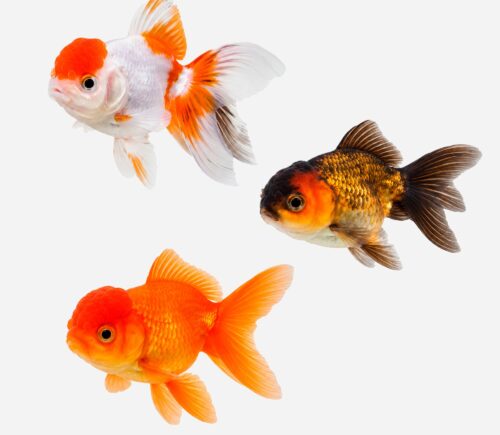 Oranda Surtido 💎HQF💎