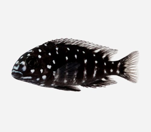 Tropheus mariposa perlada