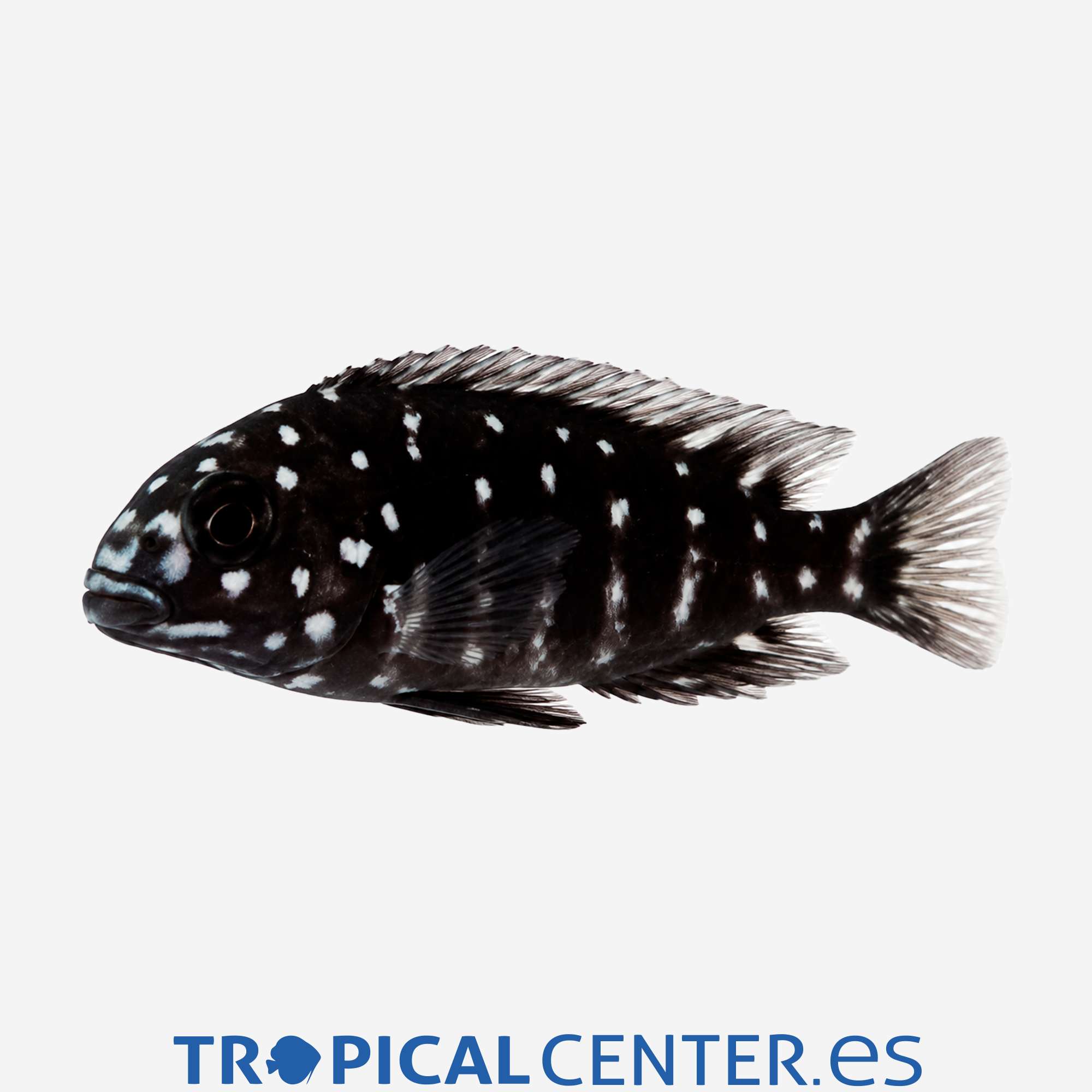 ct36-2-tropheus-mariposa-perlada_general_5711.jpg