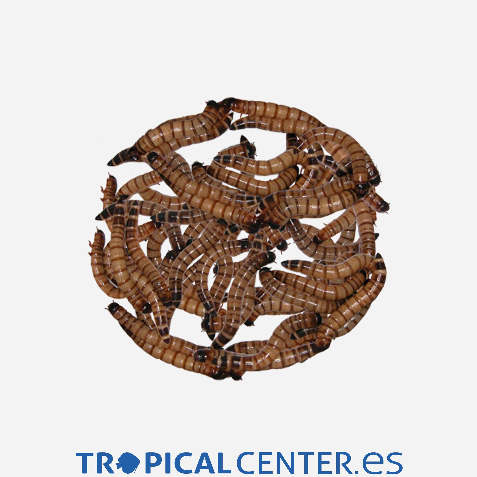 d1409-zophoba_general_3558.jpg d1409-zophoba_general_3558.jpg