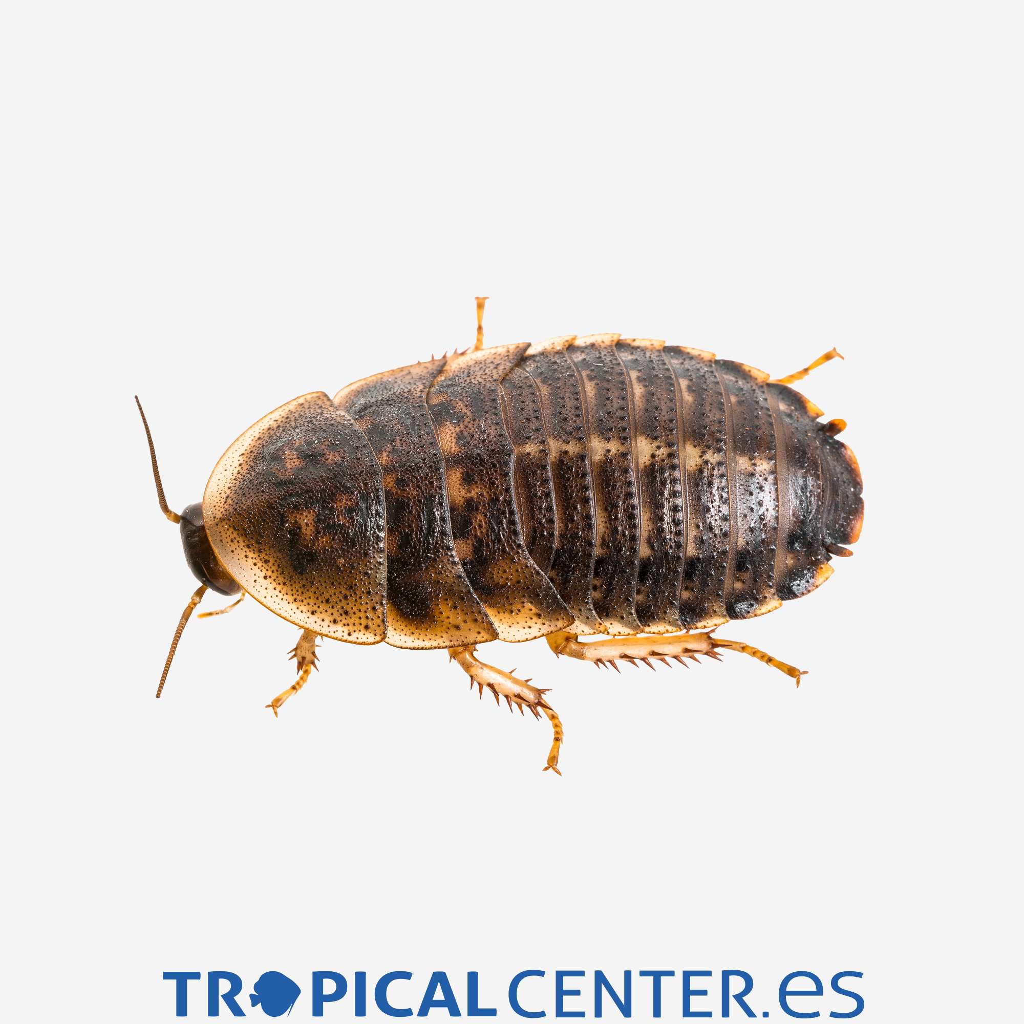 d1999-cucaracha-argentina_general_5071.jpg d1999-cucaracha-argentina_general_5071.jpg