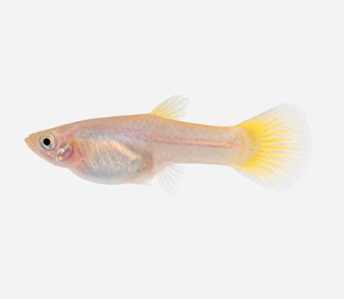 Guppy Amarillo 💎HQF💎 (hembra)