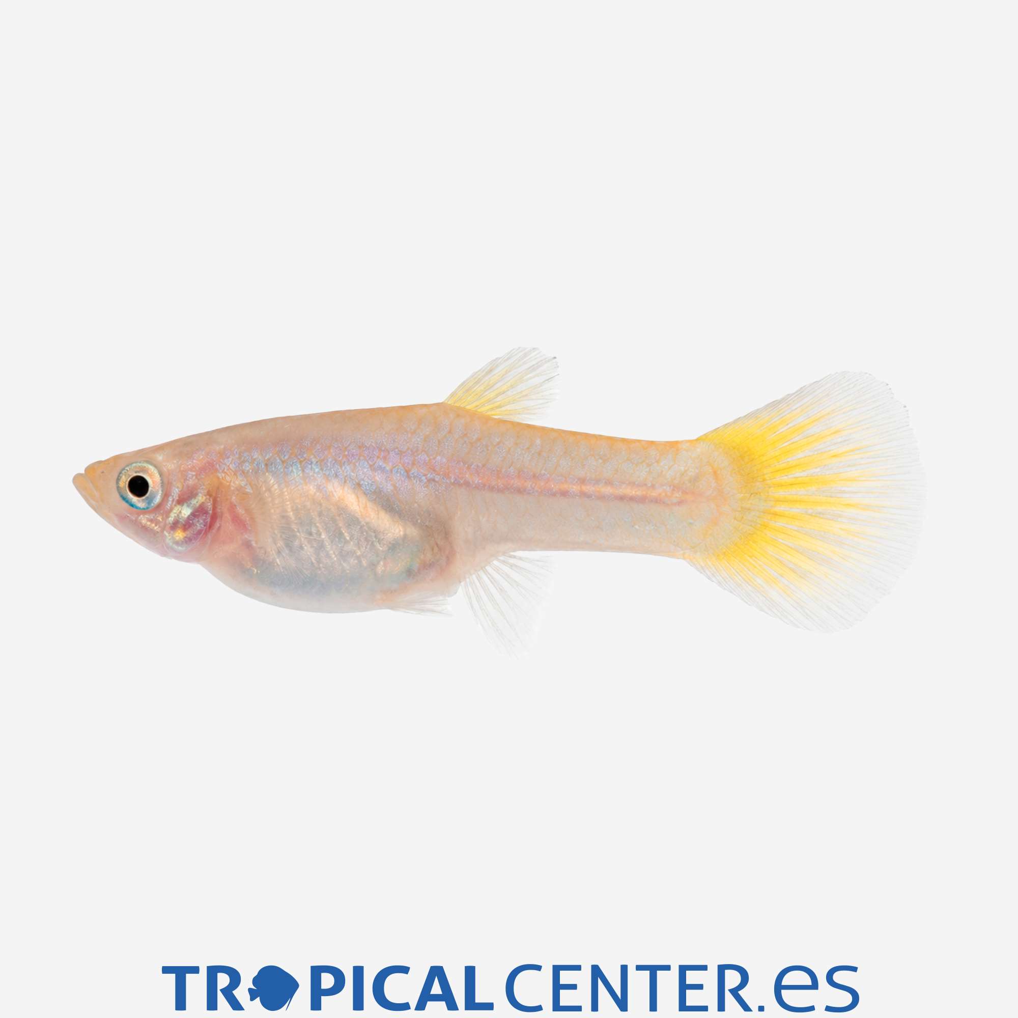 gu01-0-guppy-amarillo-hqf-hembra_general_5903.jpg gu01-0-guppy-amarillo-hqf-hembra_general_5903.jpg