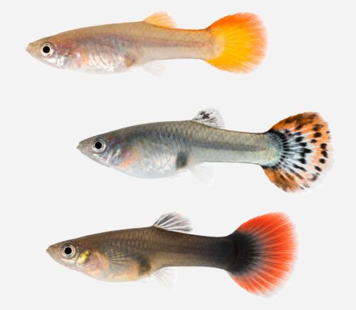 Guppy  Surtida (hembra)