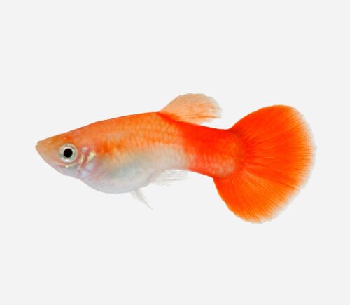 Guppy Rojo 💎HQF💎 (macho)