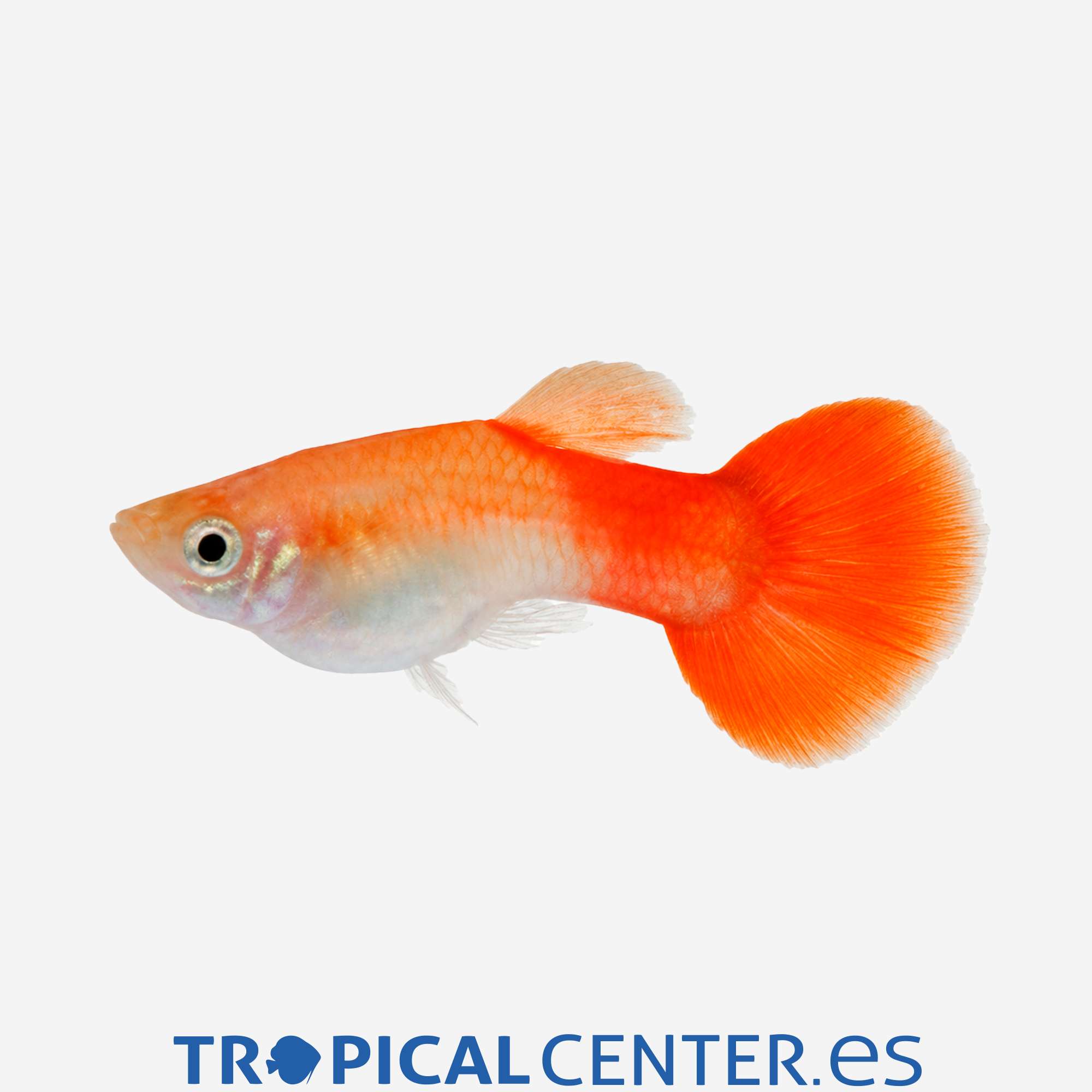 gu127-0-guppy-rojo-hqf-macho_general_5909.jpg gu127-0-guppy-rojo-hqf-macho_general_5909.jpg