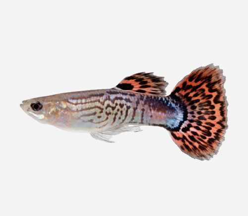 Guppy Piel de serpiente rojo 💎HQF💎 (macho)