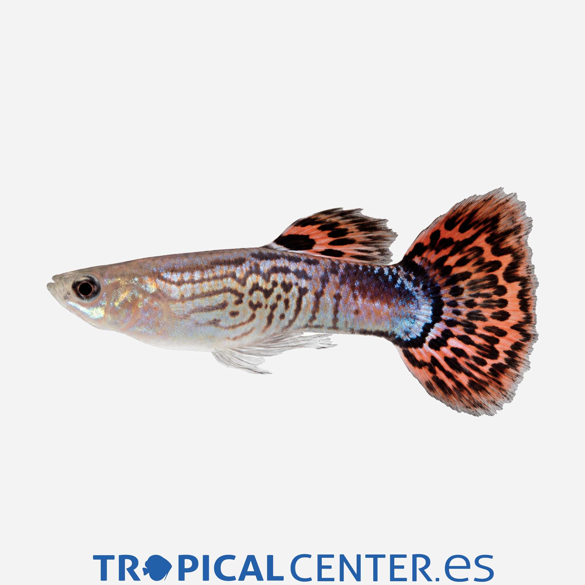 gu133-0-guppy-piel-de-serpiente-rojo-hqf-macho_general_5906.jpg gu133-0-guppy-piel-de-serpiente-rojo-hqf-macho_general_5906.jpg