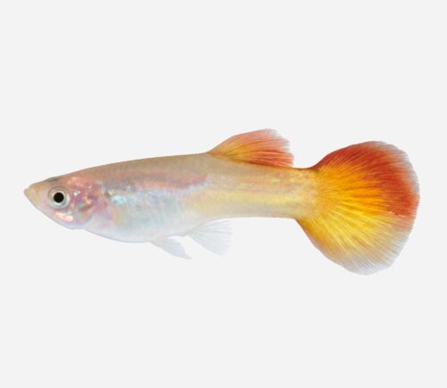 Guppy Llama 💎HQF💎 (macho)