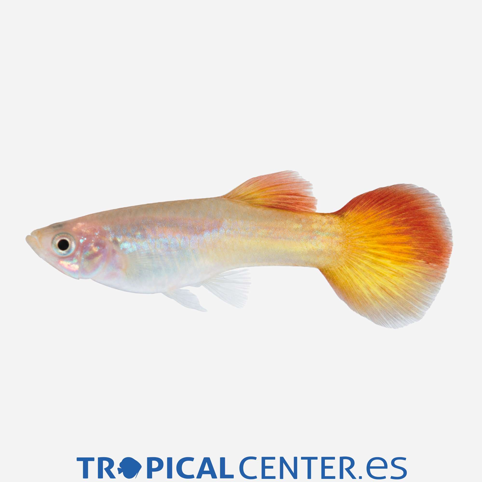 gu168-1-guppy-llama-hqf-macho_general_5904.jpg gu168-1-guppy-llama-hqf-macho_general_5904.jpg