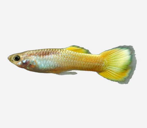 Guppy Limón 💎HQF💎 (macho)