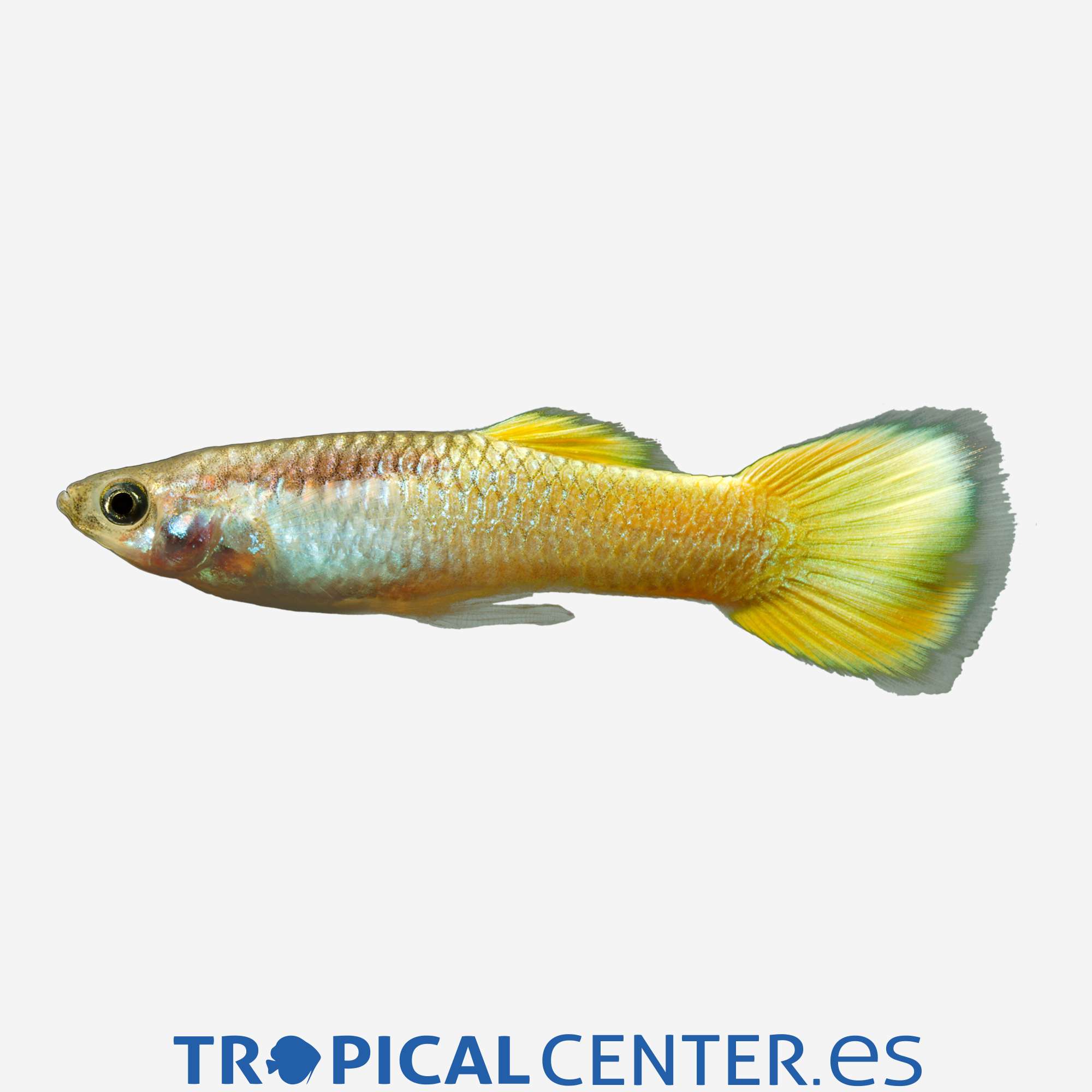 gu20-1-guppy-limon-hqf-macho_general_3644.jpg gu20-1-guppy-limon-hqf-macho_general_3644.jpg