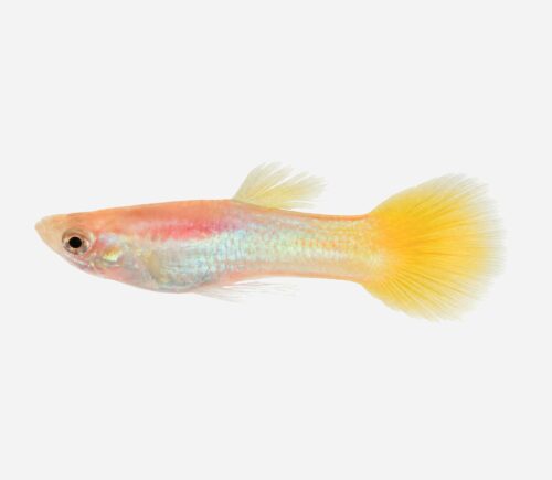 Guppy Limón 💎HQF💎 (macho)