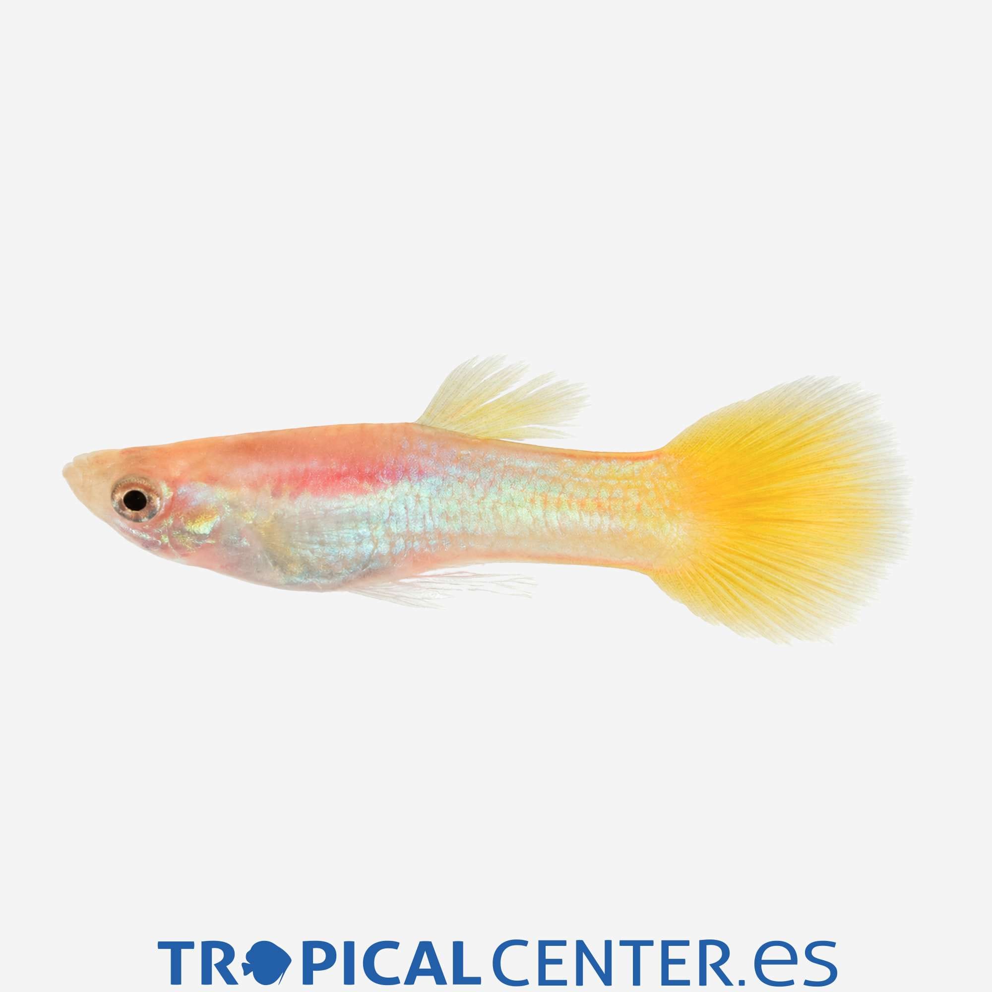 gu20-1-guppy-limon-hqf-macho_general_5925.jpg gu20-1-guppy-limon-hqf-macho_general_5925.jpg