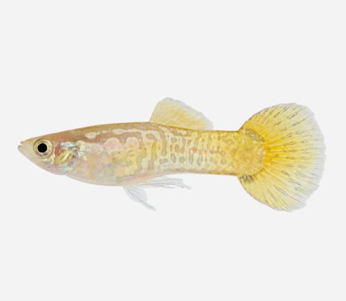 Guppy Piel de serpiente limón (macho)