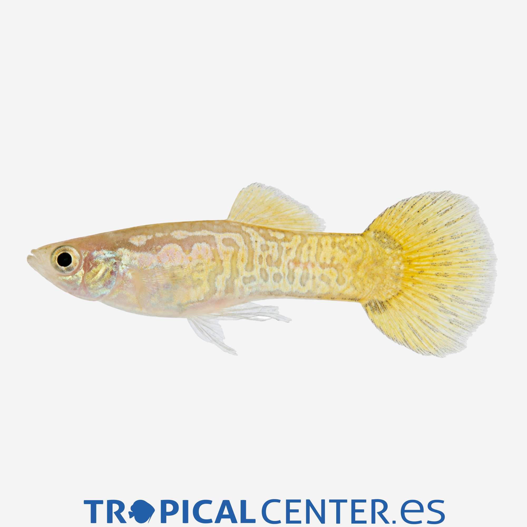 gu229-1-guppy-piel-de-serpiente-limon-macho_general_5905.jpg gu229-1-guppy-piel-de-serpiente-limon-macho_general_5905.jpg